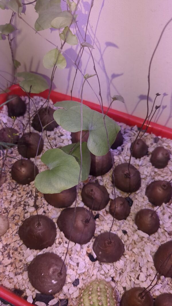 Dioscorea Elephantipes - Image 3