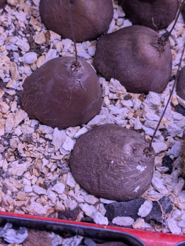 Dioscorea Elephantipes - Image 2