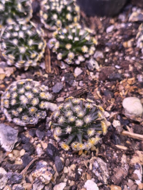 Mammillaria Kuro Hada - Image 3