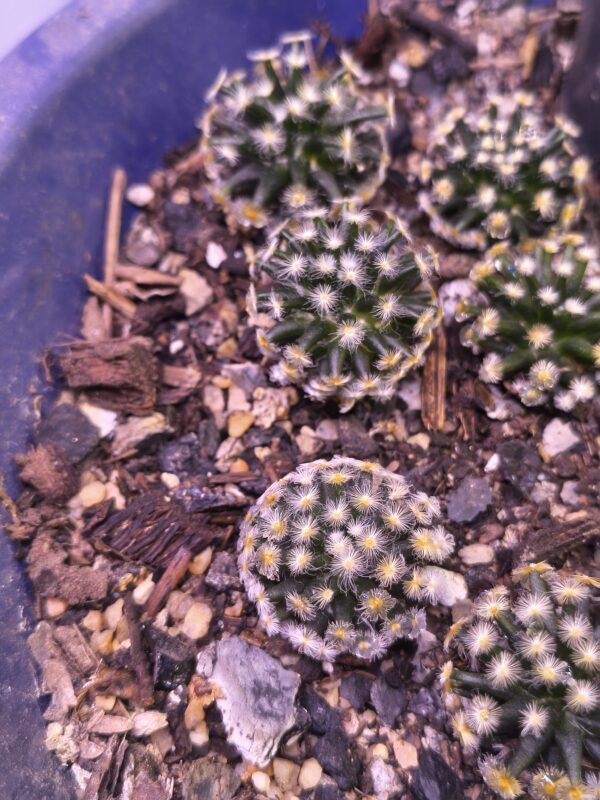 Mammillaria Kuro Hada - Image 2