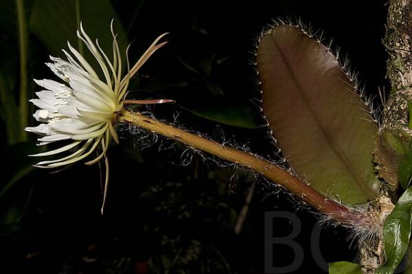 Stenocereus wittii ( Amazon Moonflower Cactus ) - Image 3