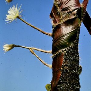 Stenocereus wittii ( Amazon Moonflower Cactus )
