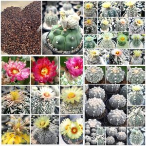 Astrophytum Mix Seeds Pack of 100