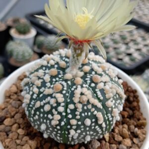 Astrophytum asterias cv. Hanazono