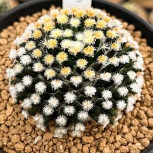 Mammillaria Kuro Hada