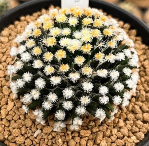 Mammillaria Kuro Hada