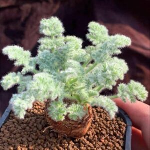 Pelargonium  Appendiculatum