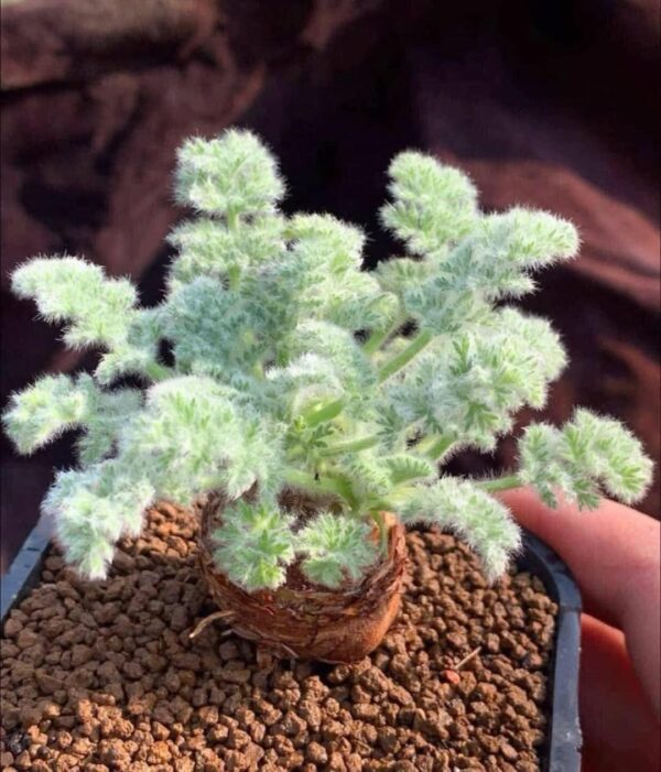 Pelargonium  Appendiculatum