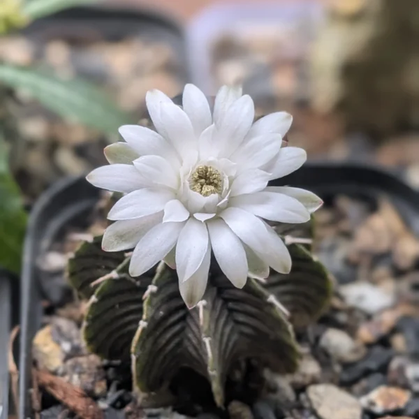 Gymnocalycium VOS 1241