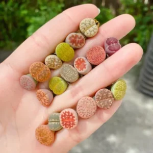 Lithops