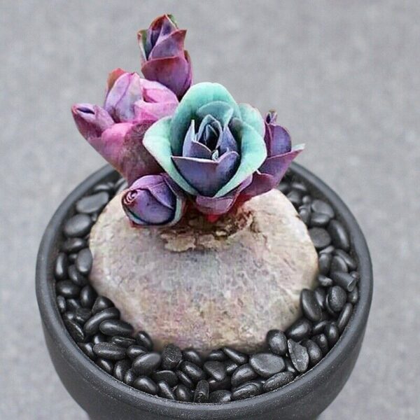 Euphorbia Rapulum