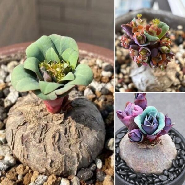 Euphorbia Rapulum - Image 2