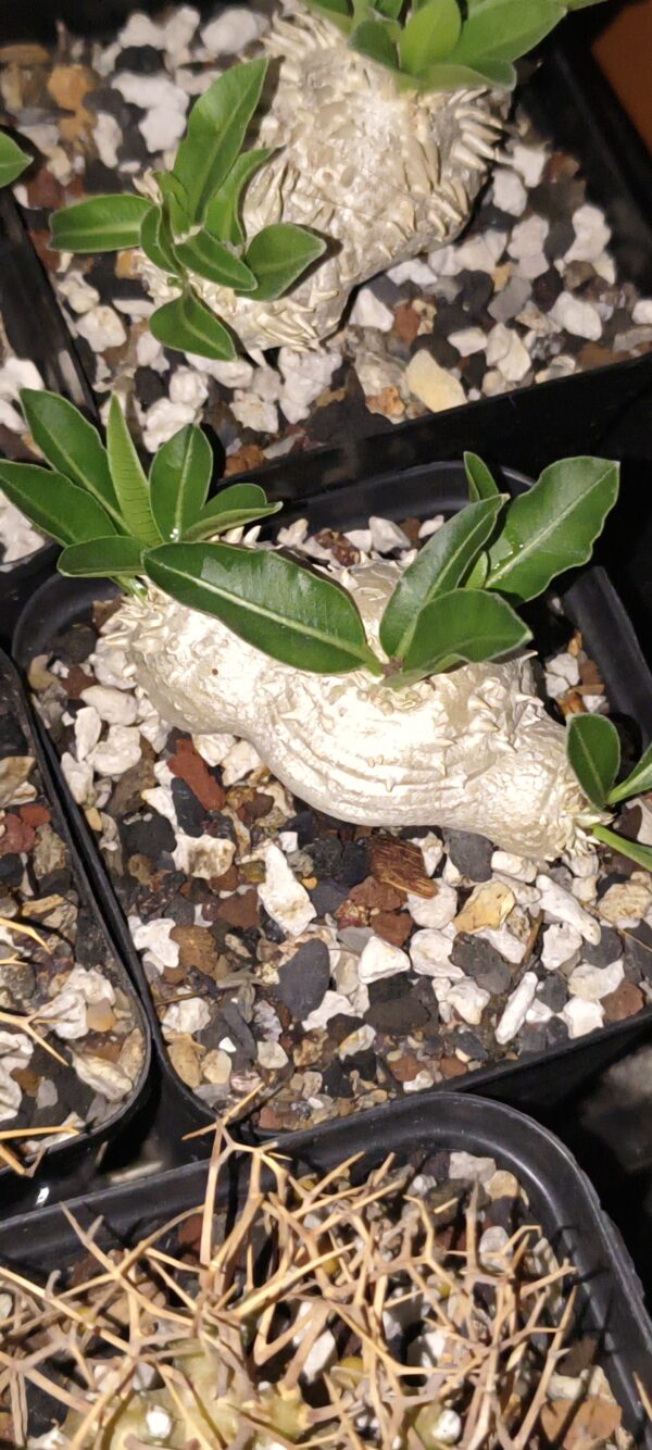 Pachypodium brevicaule - Image 2