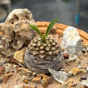 Euphorbia bupleurifolia