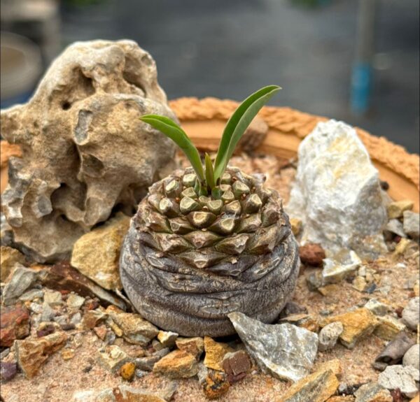 Euphorbia bupleurifolia