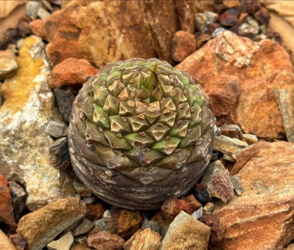 Euphorbia bupleurifolia - Image 2