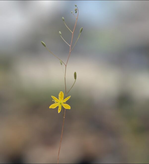 Bulbine mesembryanthoides - Image 3