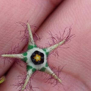 Brachystelma sp. – Green Flower