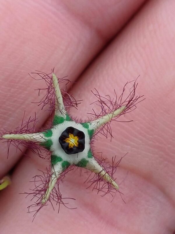 Brachystelma sp. – Green Flower