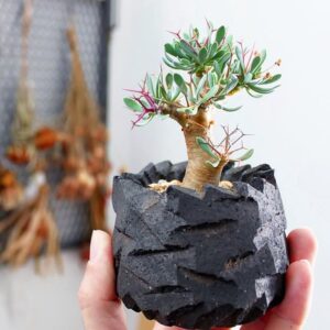 Othonna euphorbioides