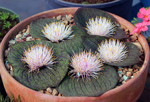 Massonia pustulata - Image 2