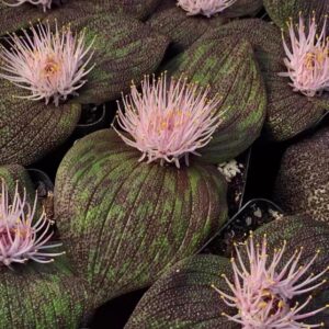 Massonia pustulata