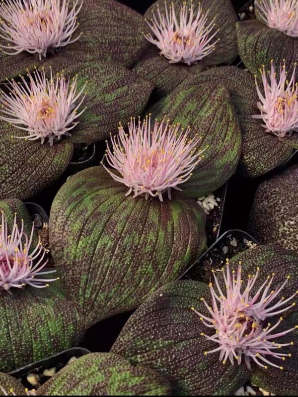 Massonia pustulata