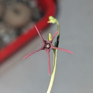 Brachystelma sp. Thailand