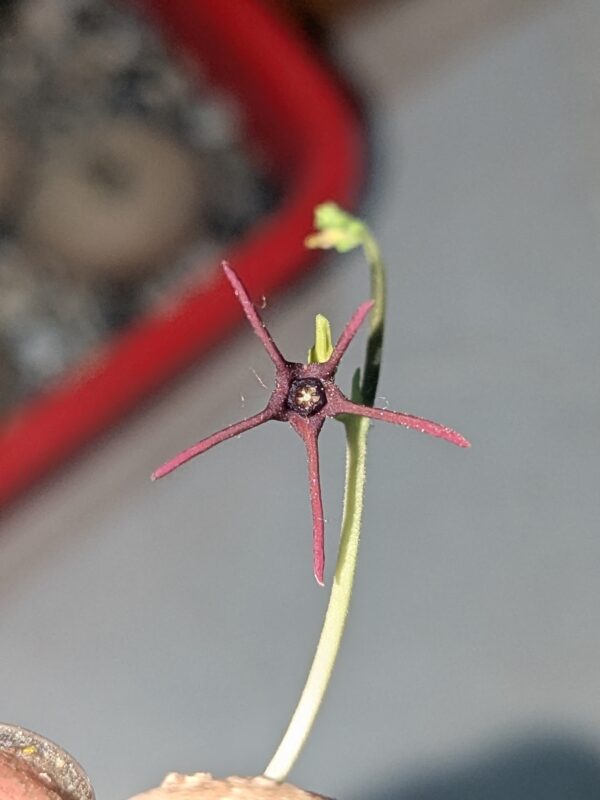 Brachystelma sp. Thailand
