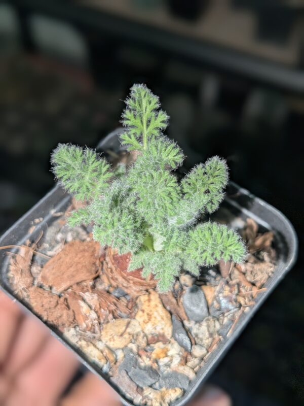 Pelargonium  Appendiculatum - Image 2