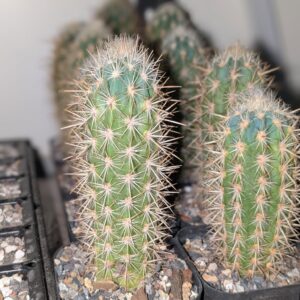 Pilosocereus gounellei