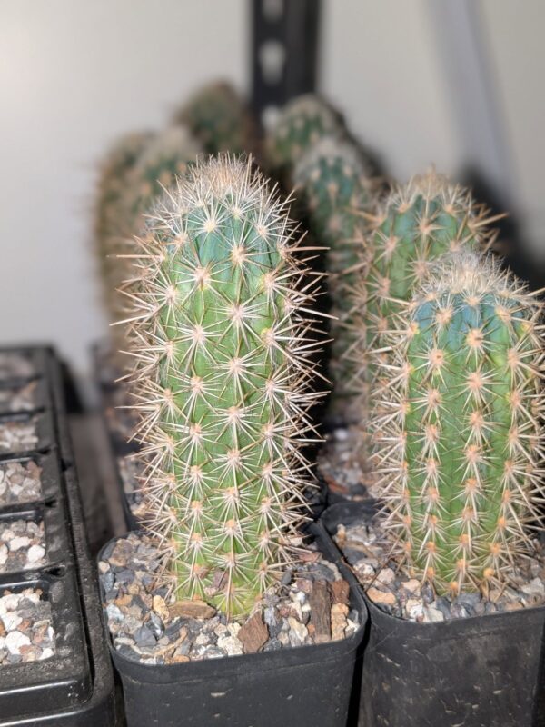 Pilosocereus gounellei