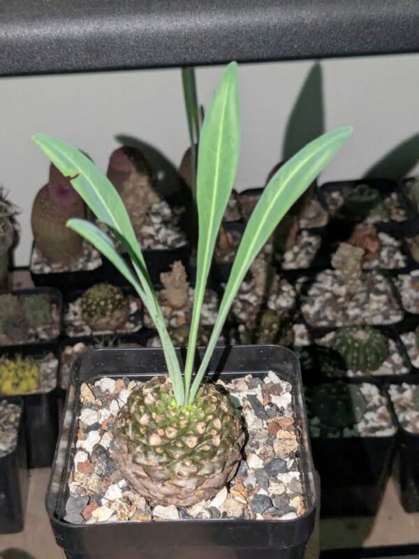 Euphorbia bupleurifolia - Image 3