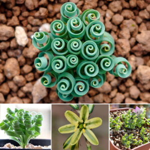 Albuca concordiana