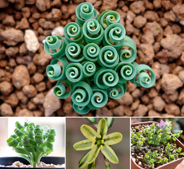 Albuca concordiana