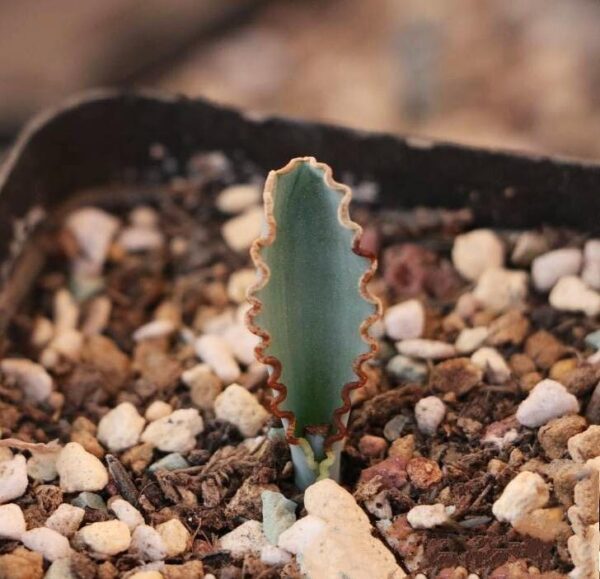 Albuca dilucula - Image 2
