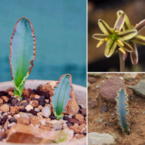 Albuca dilucula