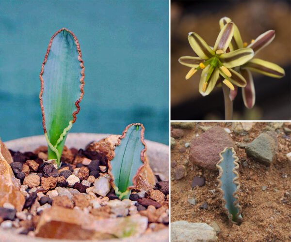 Albuca dilucula