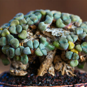 Aloinopsis schooneesii