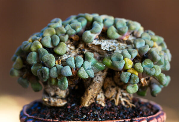 Aloinopsis schooneesii