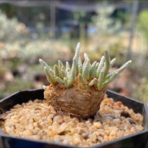 Anacampseros alstonii Schonland