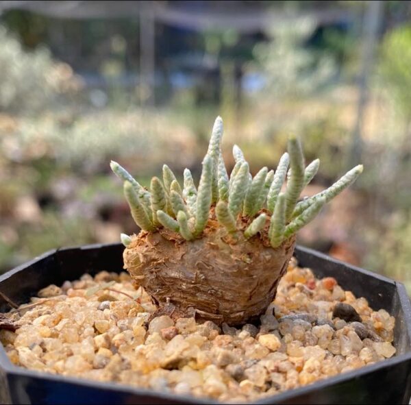 Anacampseros alstonii Schonland
