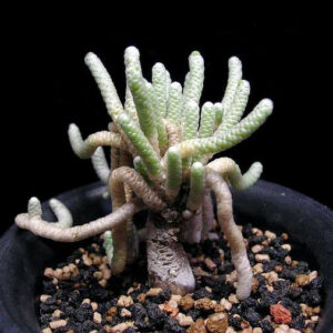 Avonia papyracea