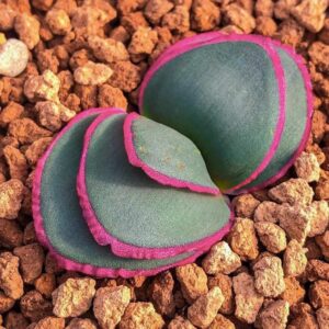 Brunsvigia striata