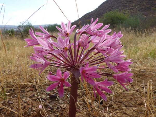 Brunsvigia striata - Image 3