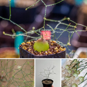 Drimia intricata