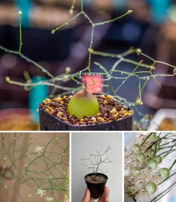 Drimia intricata