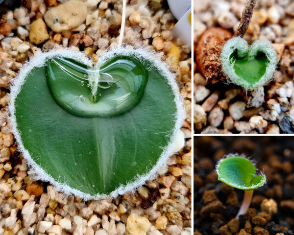 Eriospermum lanimarginatum