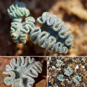 Eriospermum titanopsoides
