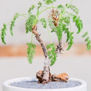 Pelargonium hirtum